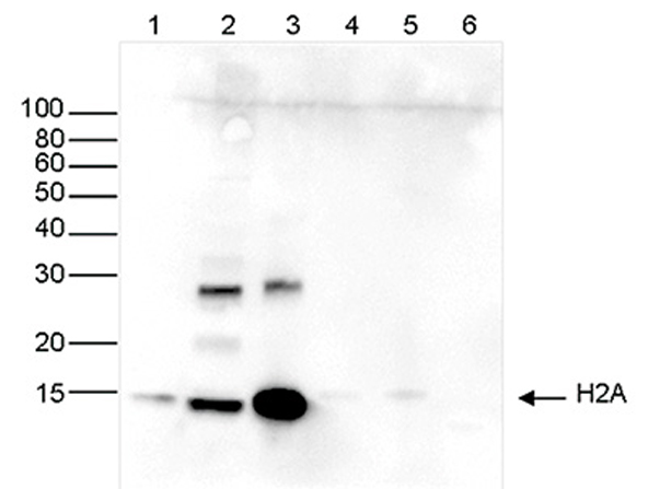 Western blot analysis using Anti-Histone H2A pan